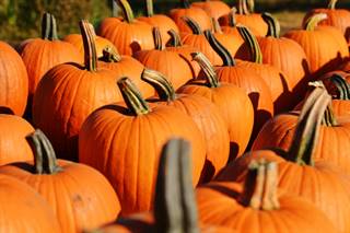 pumpkin