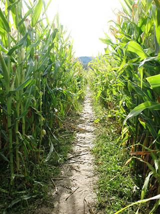 corn