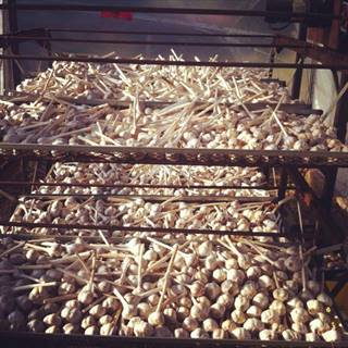 garlic