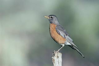 bird