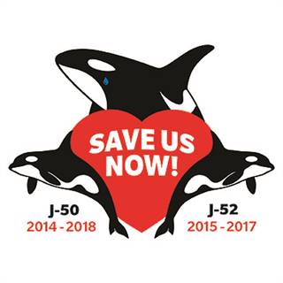 orca