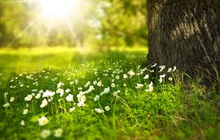 spring