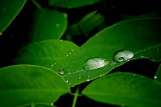 leaf