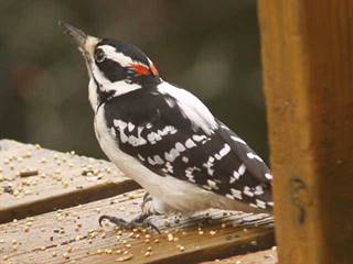 bird