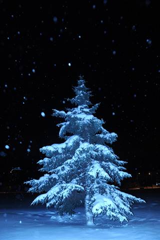 tree