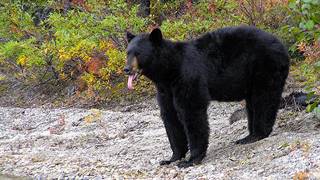 bear